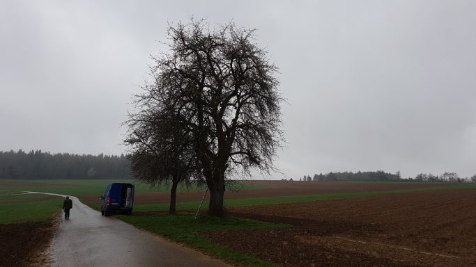 Mostbirne vor dem Schnitt